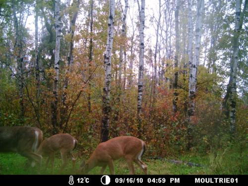 It's Time 4 hunting